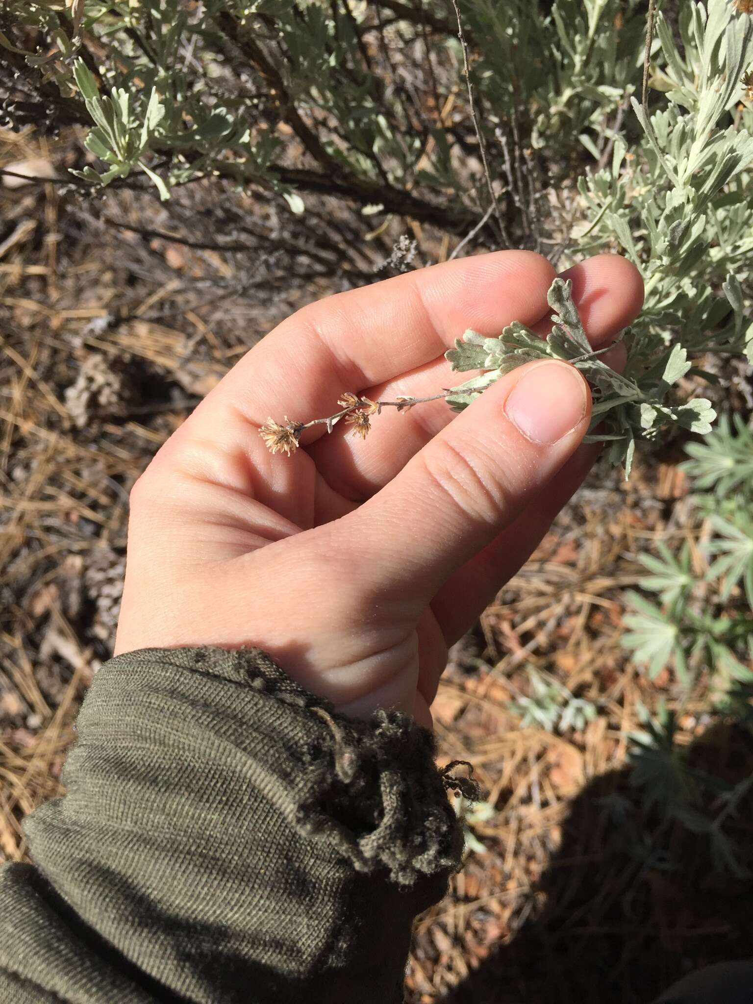 Imagem de Artemisia tridentata (Nutt.) W. A. Weber