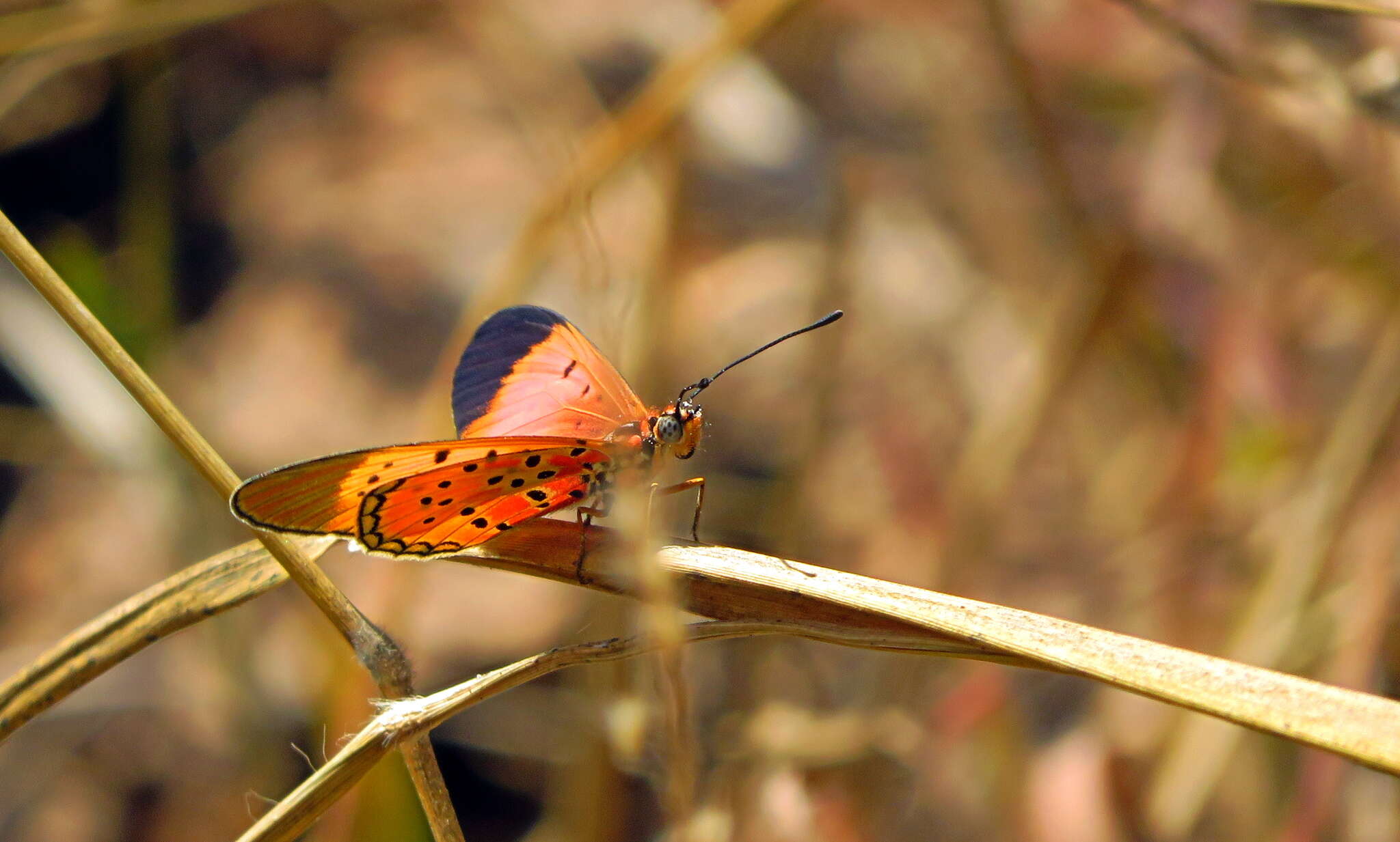 Image of <i>Acraea <i>caldarena</i></i> caldarena