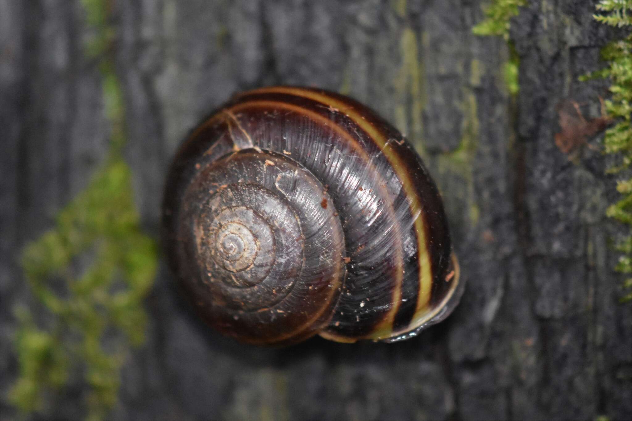 Image of Helminthoglypta sequoicola (J. G. Cooper 1866)