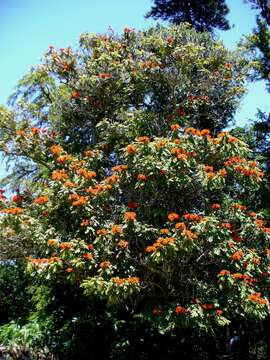 Image of African tulip tree