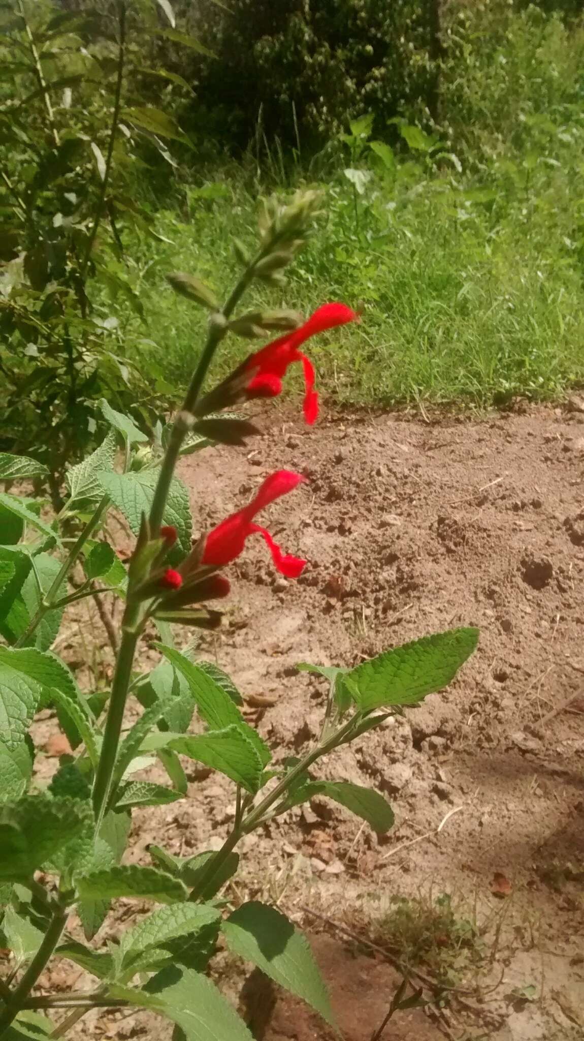 Image of Salvia pulchella DC.