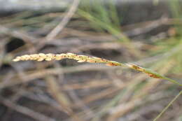 Sivun Eriochloa procera (Retz.) C. E. Hubb. kuva