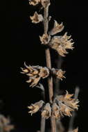 Image of Teucrium flavum subsp. flavum