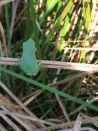 Image of American Green Treefrog