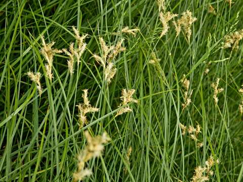 Image of quaking-grass sedge