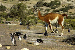 Image of Guanaco