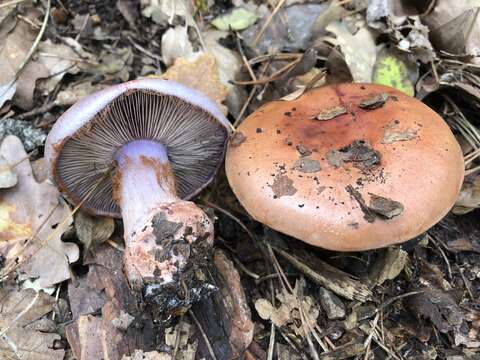 Слика од Cortinarius rufo-olivaceus (Pers.) Fr. 1838