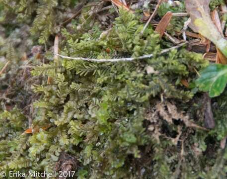 Image of Plagiochila porelloides (Torr. ex Nees) Lindenb.