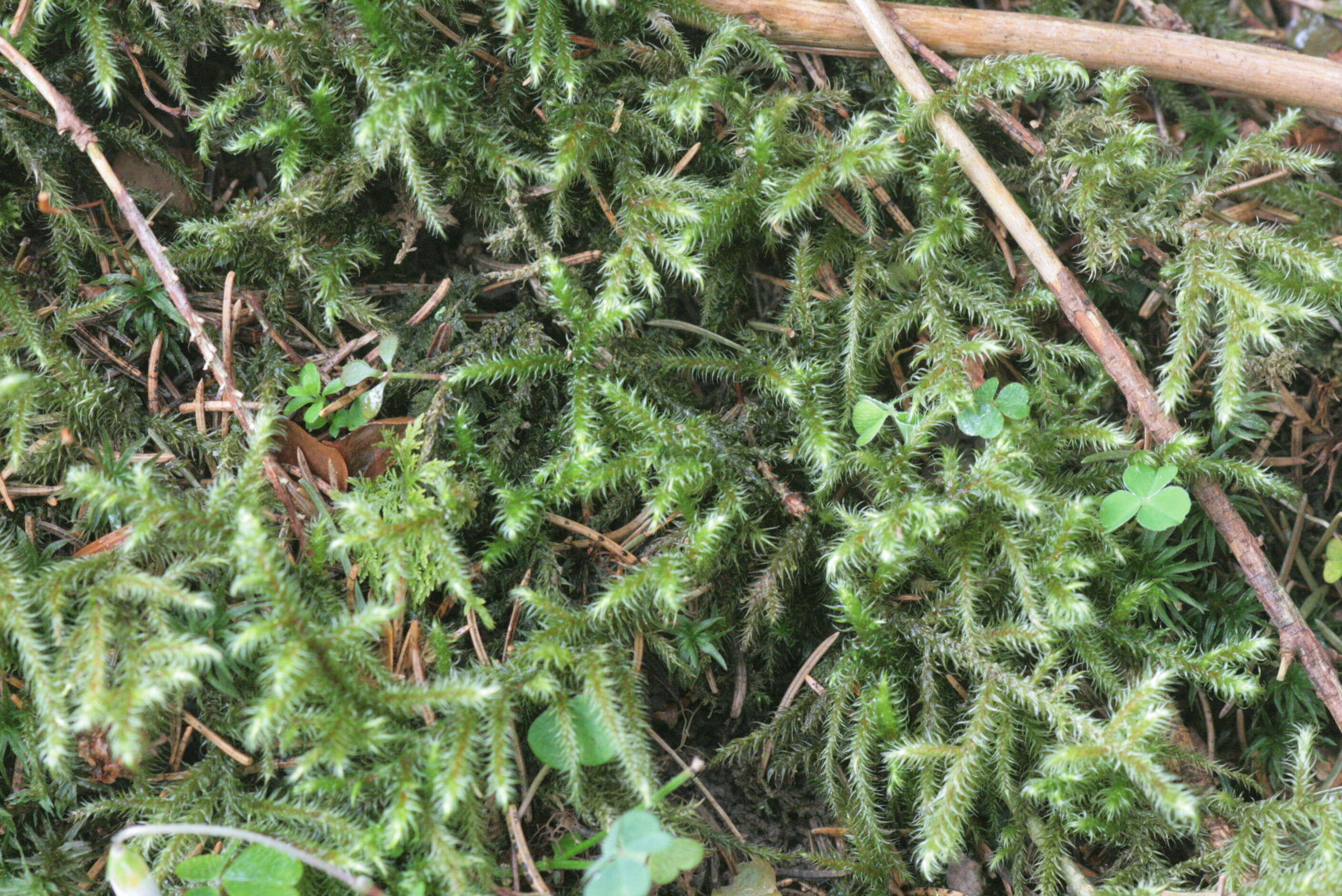 Image of goose neck moss