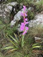 Imagem de Watsonia pulchra N. E. Br. ex Goldblatt