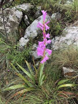 Слика од Watsonia pulchra N. E. Br. ex Goldblatt