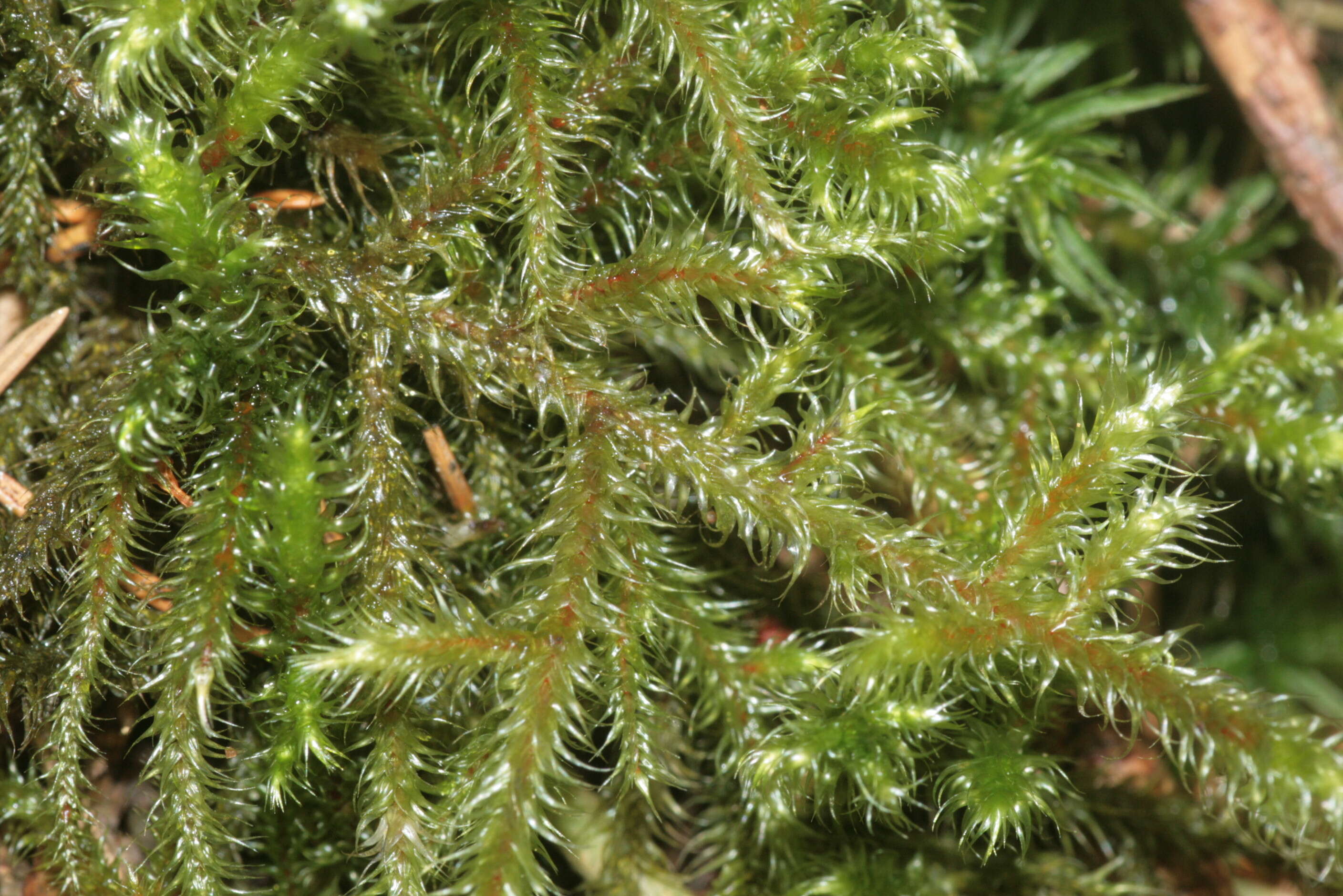 Image of goose neck moss