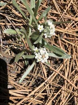 Imagem de Oreocarya suffruticosa var. setosa (Brand) R. B. Kelley