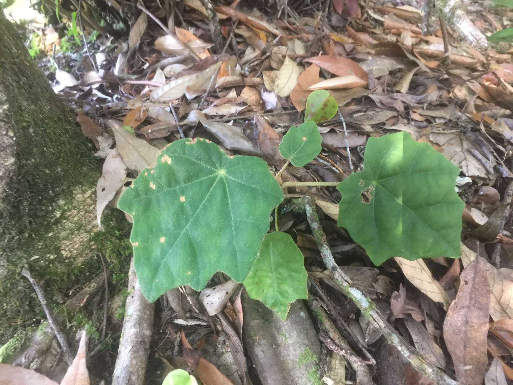 Image de Sinopanax formosanus (Hayata) H. L. Li