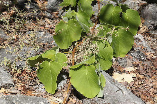 Image of Asian Indian-Mallow