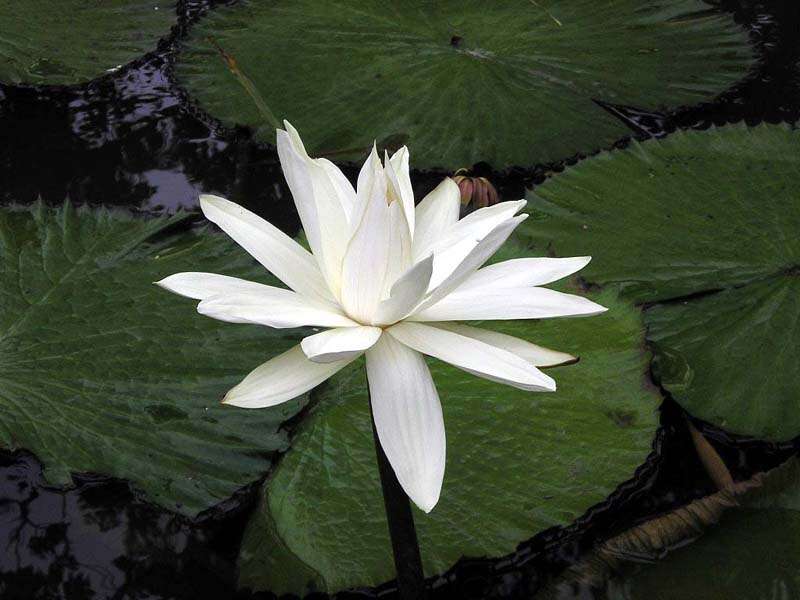 Imagem de Nymphaea nouchali var. pubescens (Willd.) Hook. fil. & Thoms.