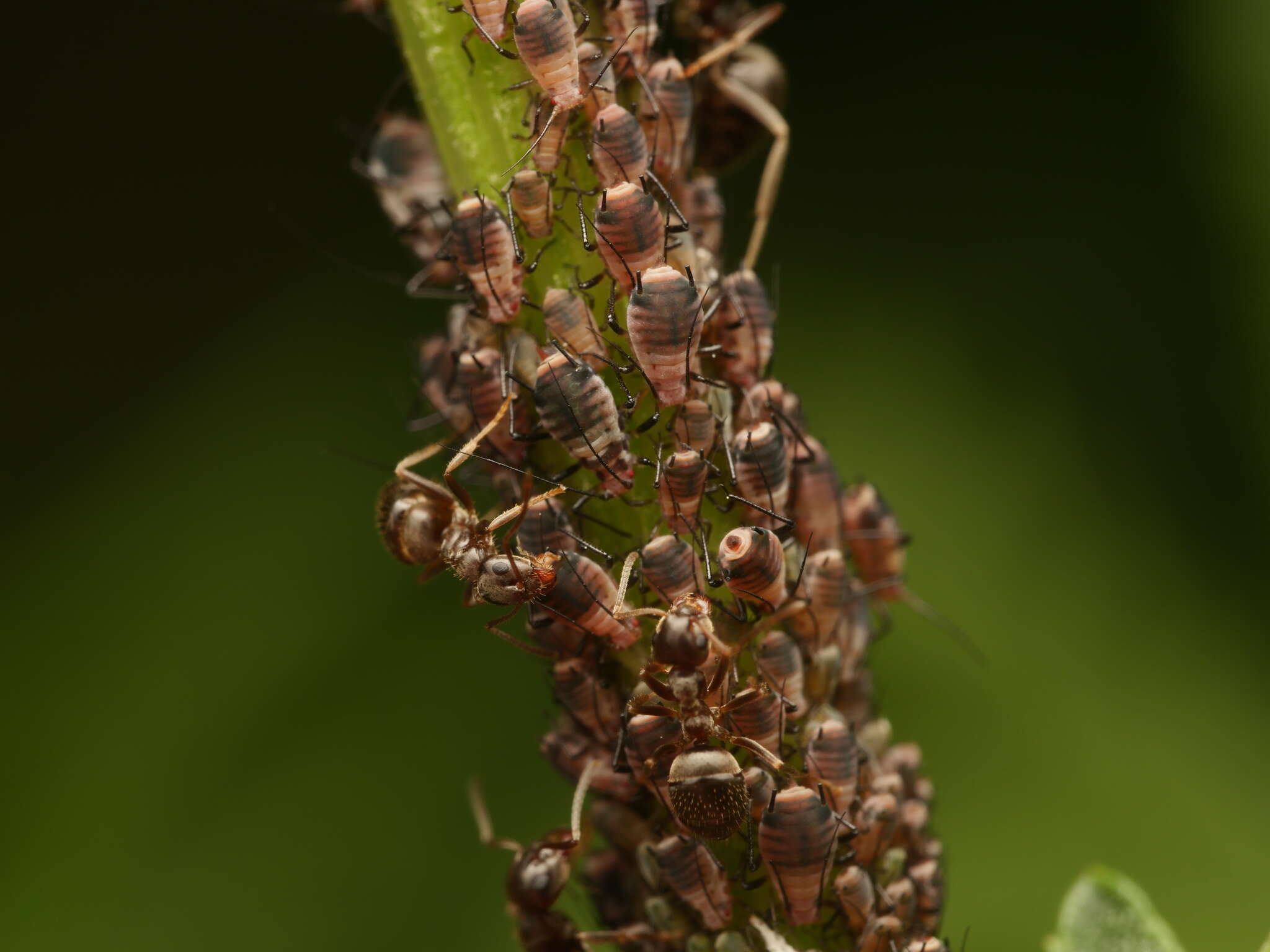 Image of Metopeurum fuscoviride