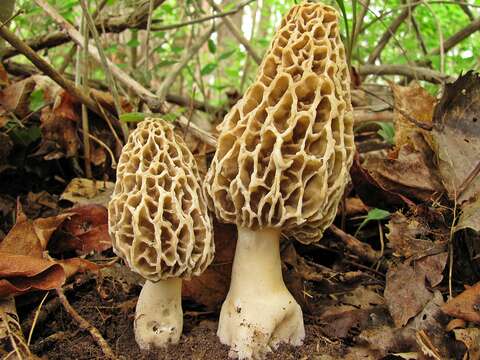 Image of Morchella vulgaris