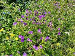 Image of Geranium ruprechtii (Woronow) Grossh.