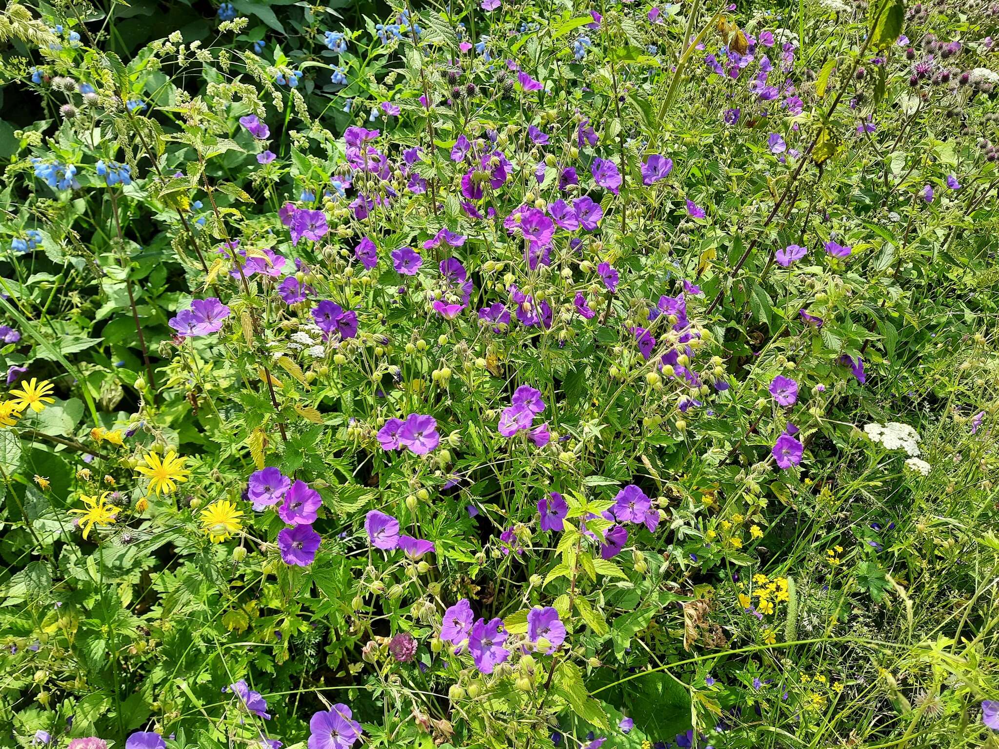 Imagem de Geranium ruprechtii (Woronow) Grossh.