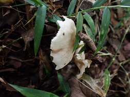 Image of Gymnopus omphalodes (Berk.) Halling & J. L. Mata 2004