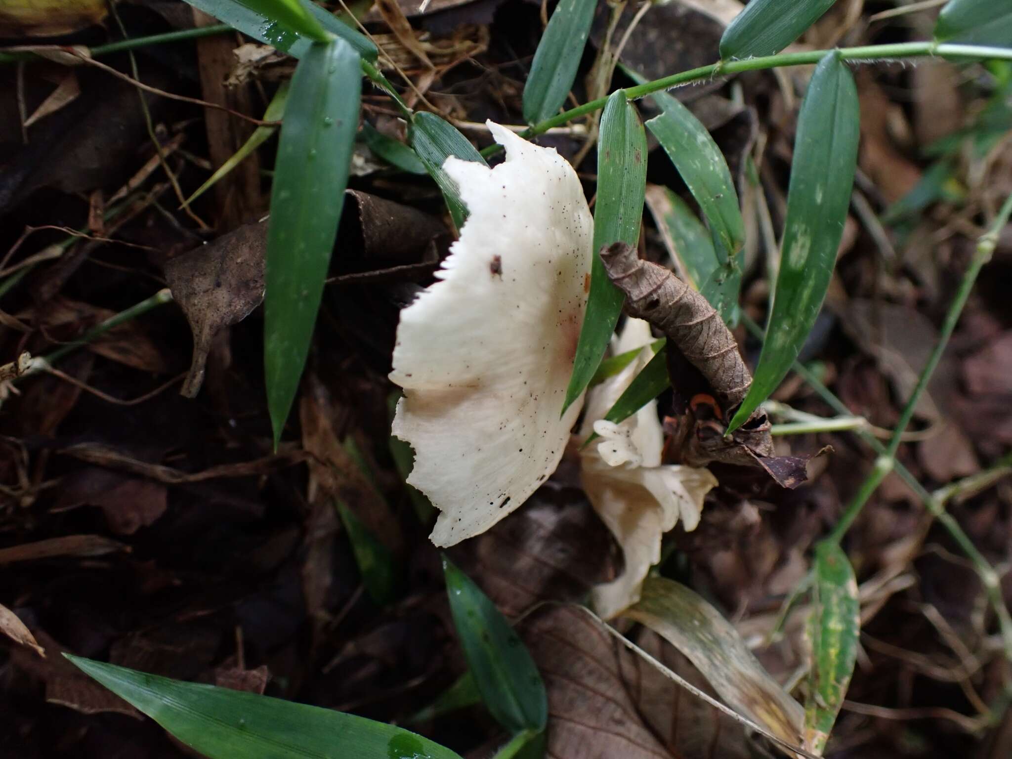 Image of Gymnopus omphalodes (Berk.) Halling & J. L. Mata 2004