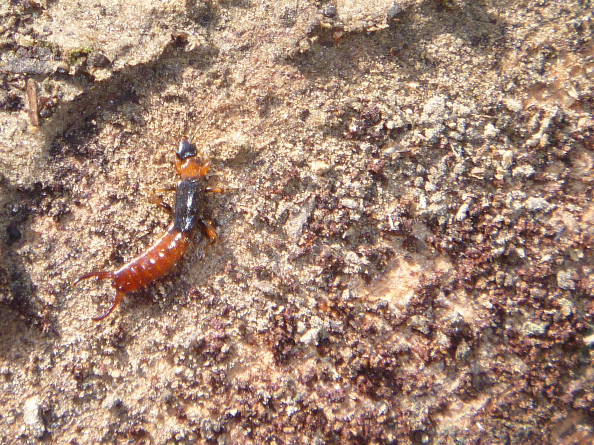 Image of Paraspania brunneri (de Bormans 1883)