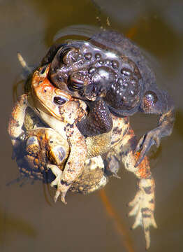 Image of American Toad