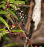 Image of Mountain Tigertail