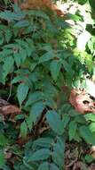 Image of Cascade Oregon-Grape