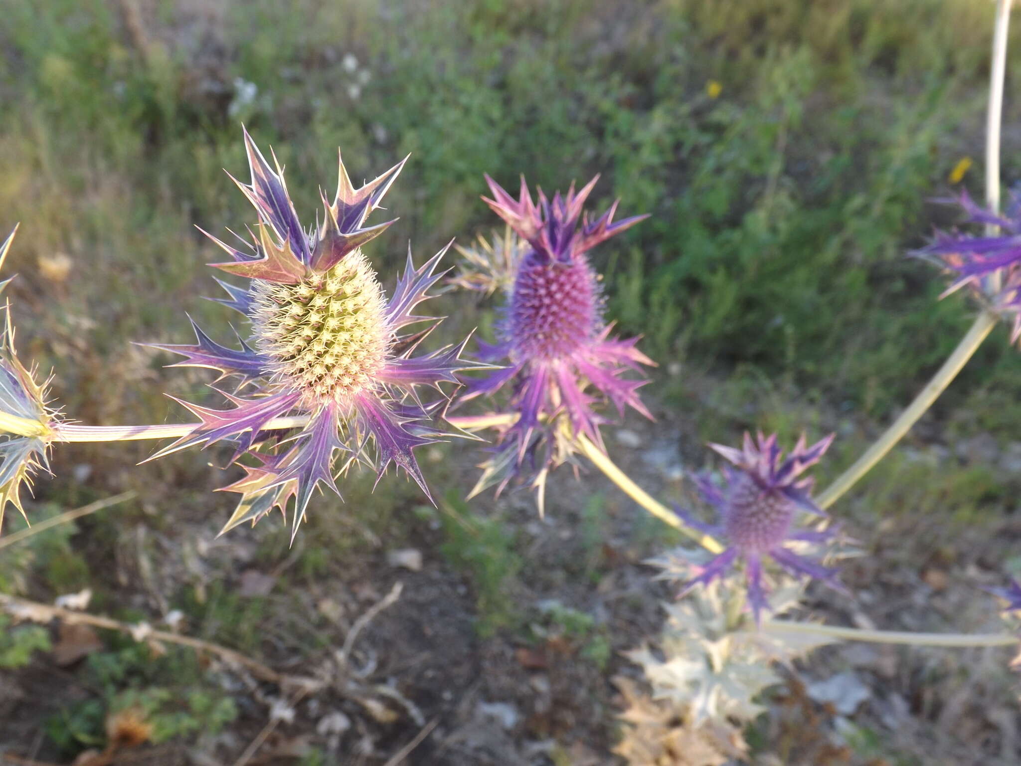 Image of Leavenworth's eryngo