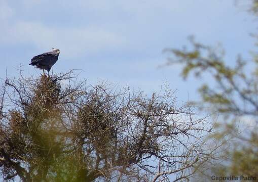 Image of Chaco Eagle