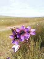 Image of Ixia monadelpha D. Delaroche