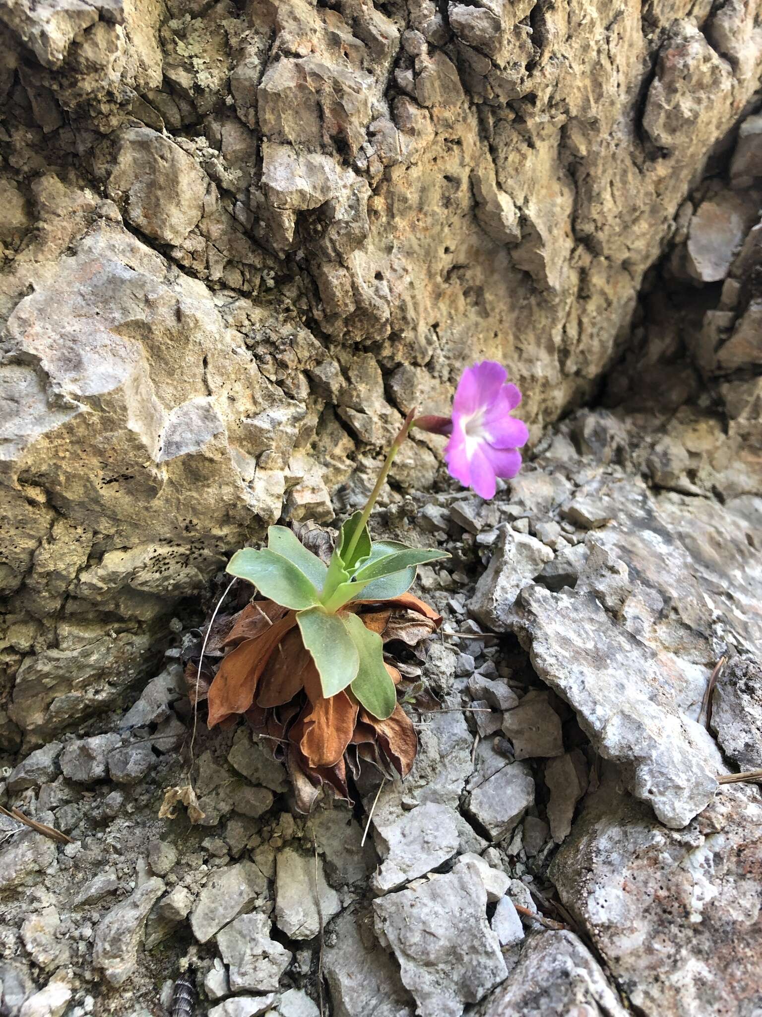 Sivun Primula spectabilis Tratt. kuva