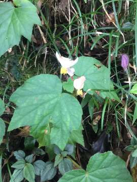 Image of Begonia palmata D. Don