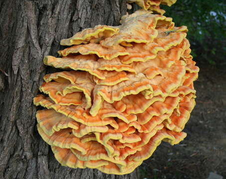 Image of Bracket Fungus