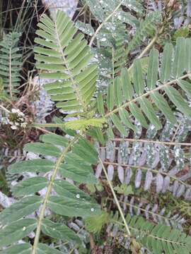 Image of Yellow Milk-vetch