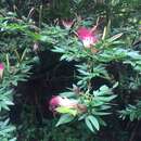 Imagem de Calliandra angustifolia Benth.