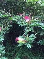 Imagem de Calliandra angustifolia Benth.