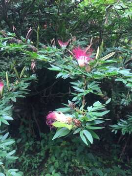 Image of Calliandra angustifolia Benth.