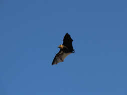 Image of Gray-headed Flying Fox