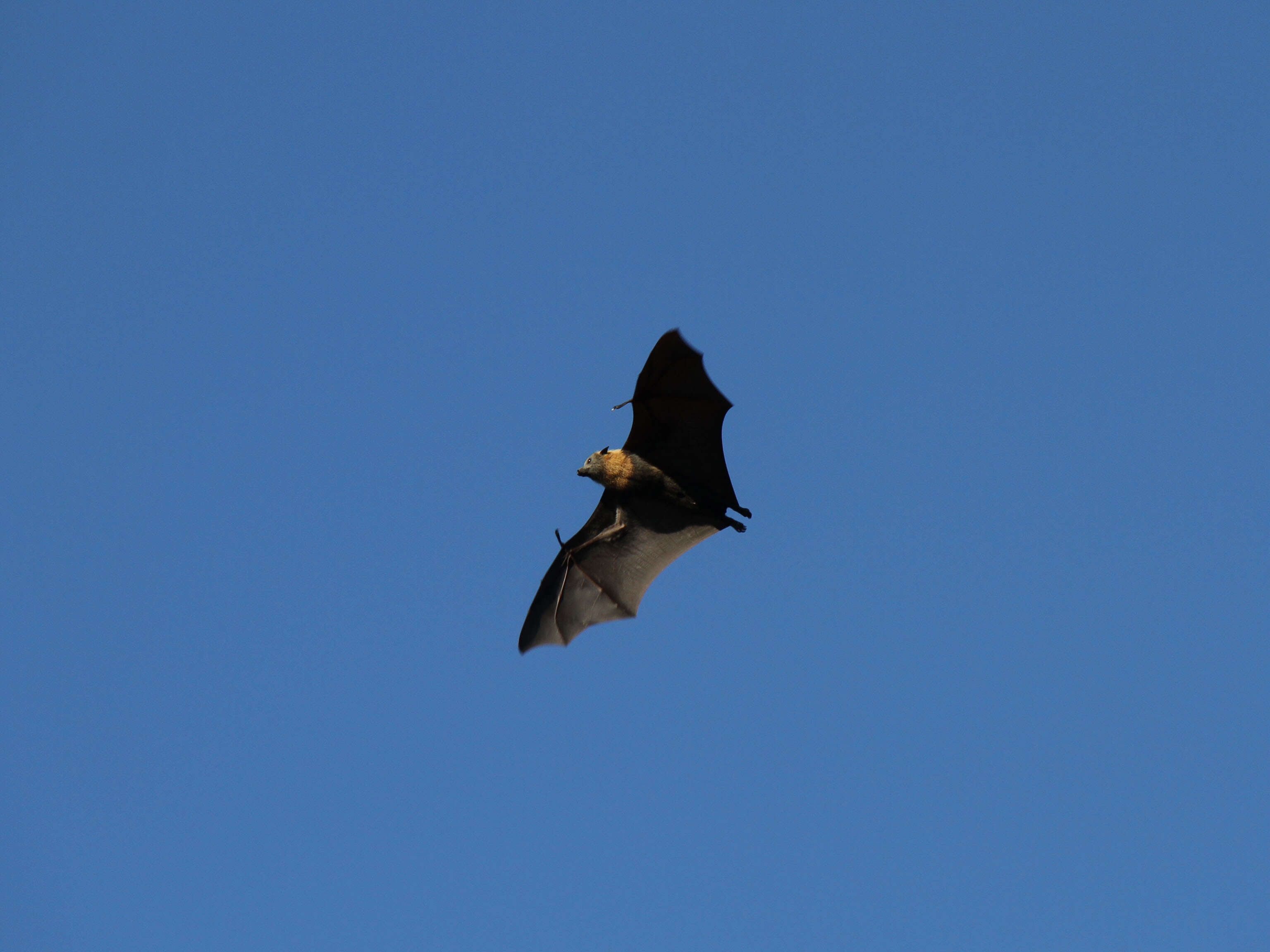 Image of Gray-headed Flying Fox