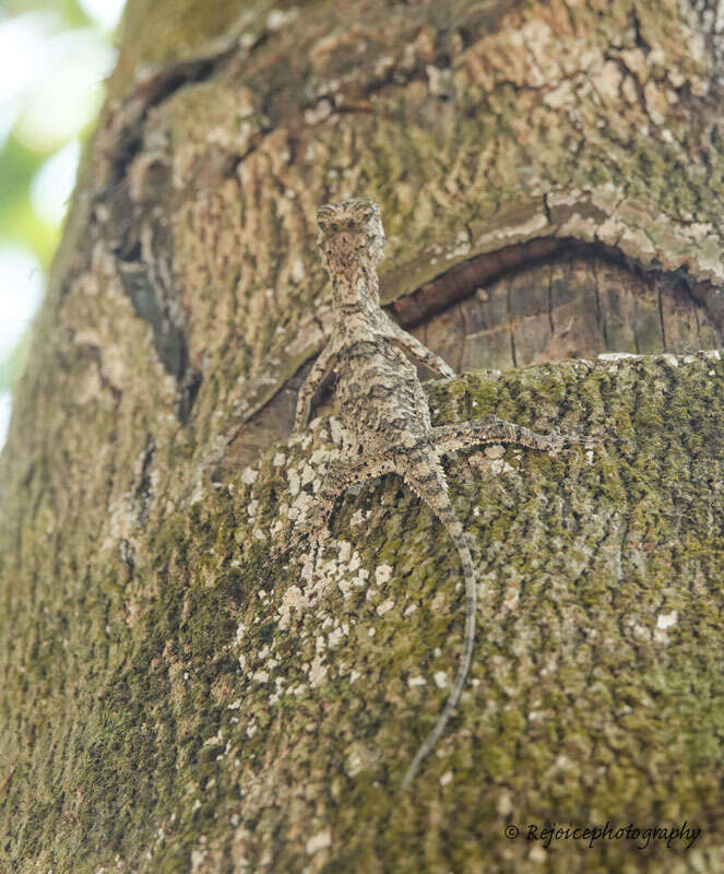 Plancia ëd Draco maculatus maculatus (Gray 1845)