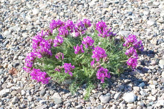 Image of Oxytropis middendorffii Trautv.