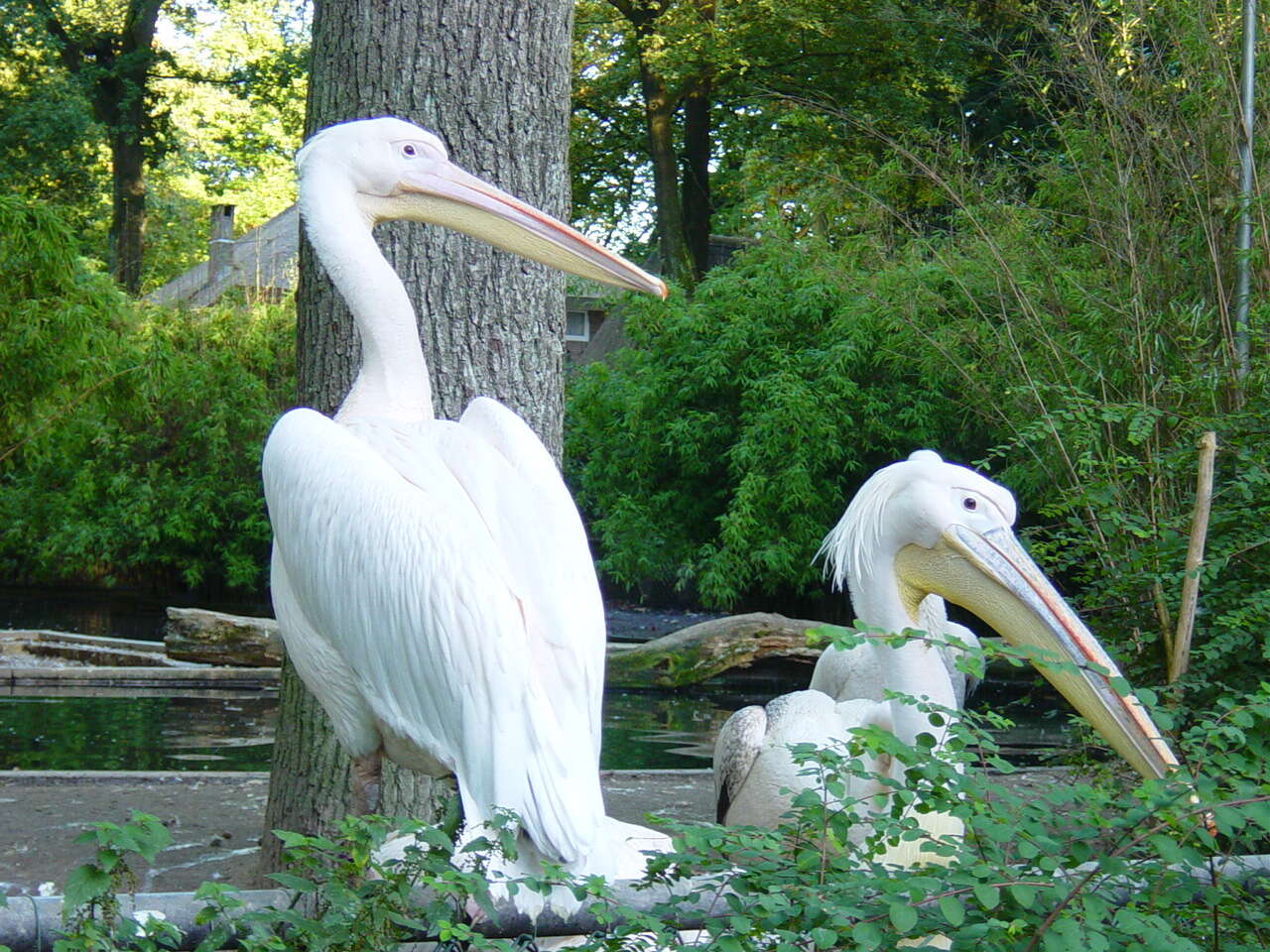 Image of Great White Pelican