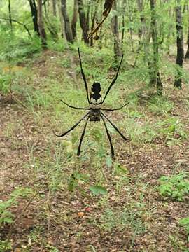 Image of Trichonephila komaci (Kuntner & Coddington 2009)