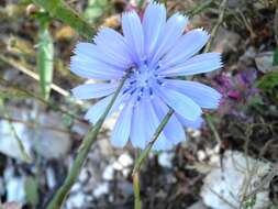 Image of Cichorium pumilum Jacq.