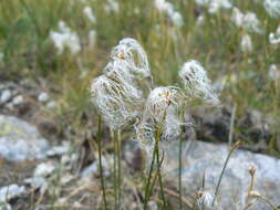 Image of alpine bulrush