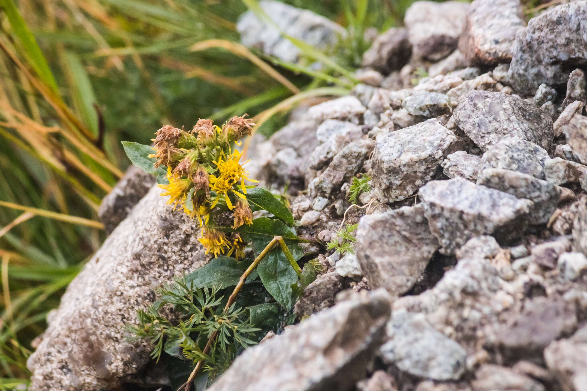 Plancia ëd Solidago virgaurea subsp. minuta (L.) Arcangeli