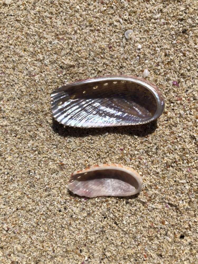 Image of elegant abalone